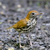 Wood Thrush